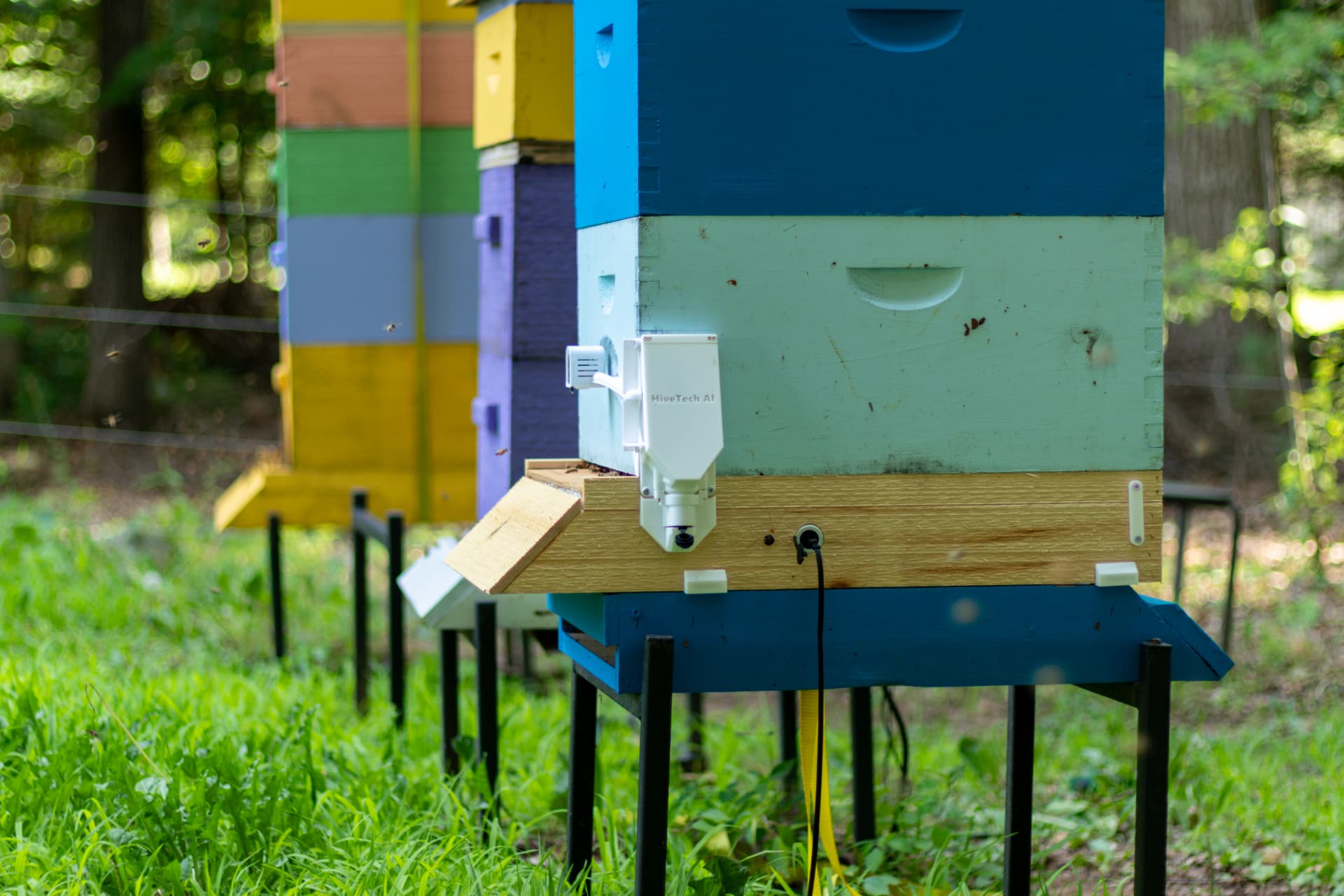 HiveTech sensor installed on a hive
