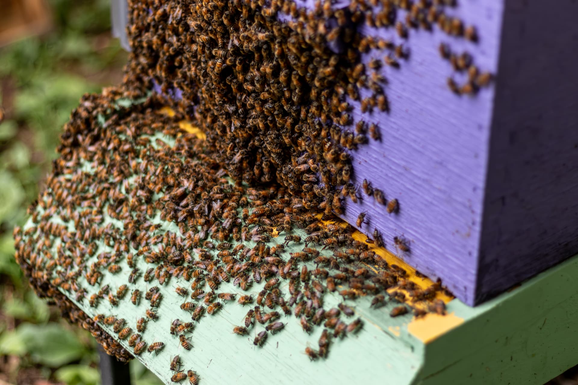 Honey bees covering the entrance of a purple and green beehive