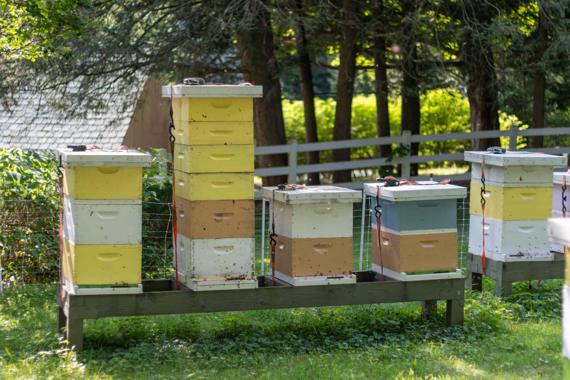 So, You Want to Keep Bees? A Beginner's Guide to Joining the Pollinator Movement