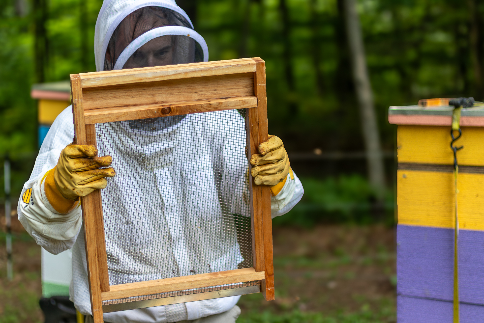 Meet the Healthtech Entrepreneur Building an ICU for Honey Bees