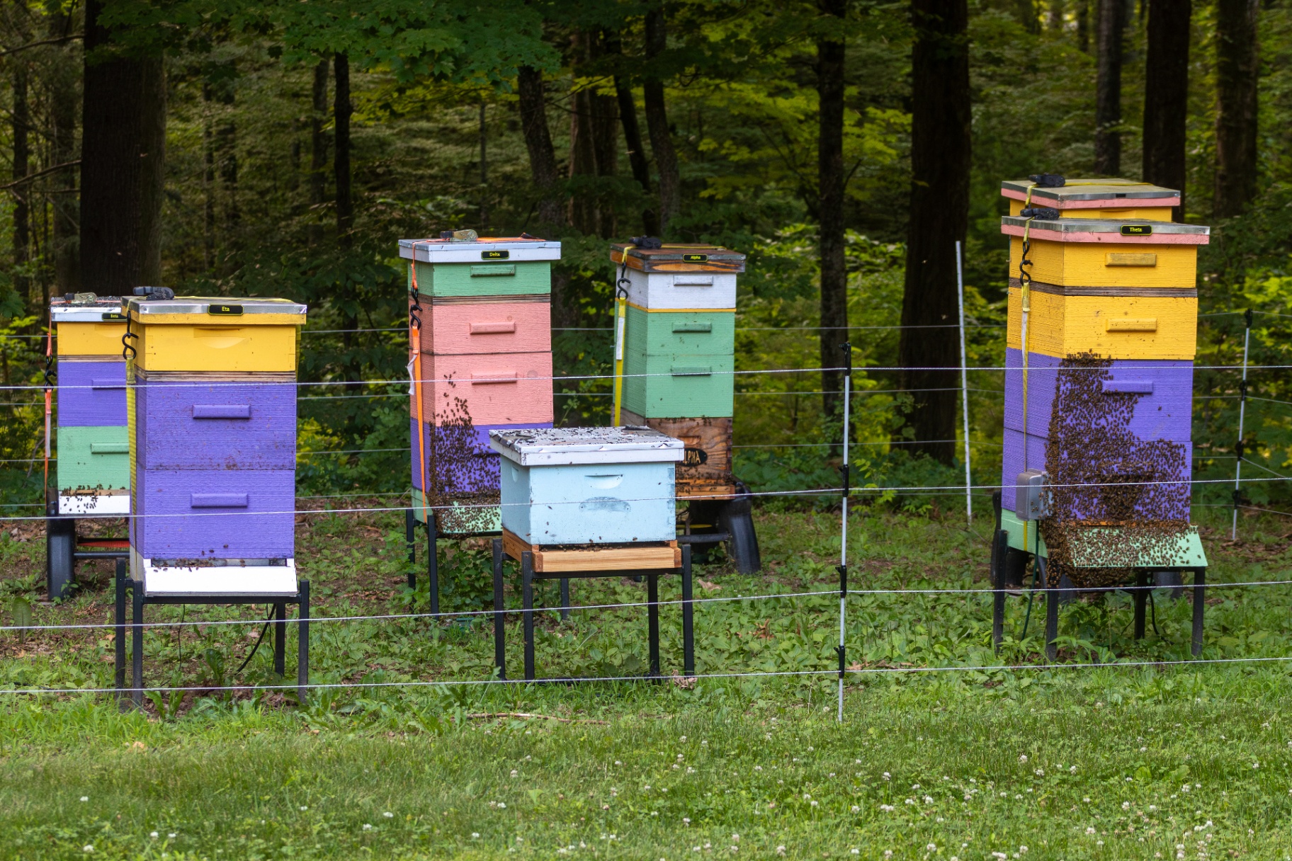 Row of hives in a commercial apiary